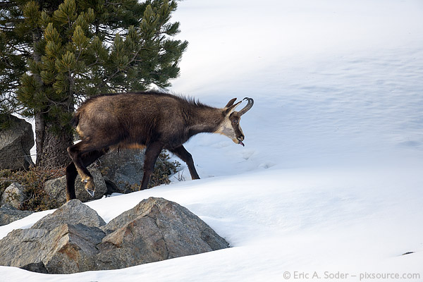 Chamois